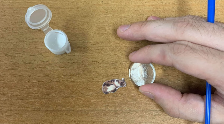 Cat on a desk, being compared to the size of a quarter